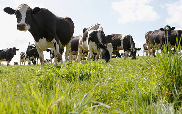 istock heard of dairy cows in field 155232752