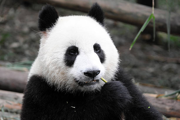 giant panda - monochrome black and white eating chinese cuisine stock-fotos und bilder