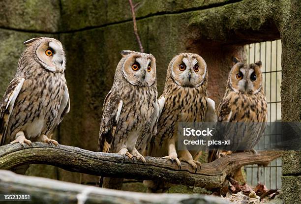 Foto de Long Orelha Owls e mais fotos de stock de Assistindo - Assistindo, Ave de rapina, Bico