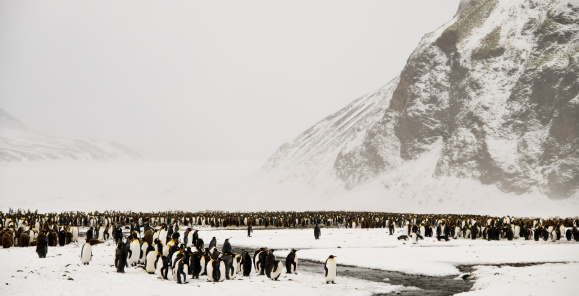 Wild chinstrap penguins part of one of the colonies on the Antarctica Peninsula in the great Southern Ocean during the short summer season.  The peninsula is accessed via a journey across the Drake Passage leaving from Ushuaia in Patagonia Argentina.