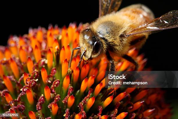 Abelha De Mel No Trabalho - Fotografias de stock e mais imagens de Abelha - Abelha, Amarelo, Animal