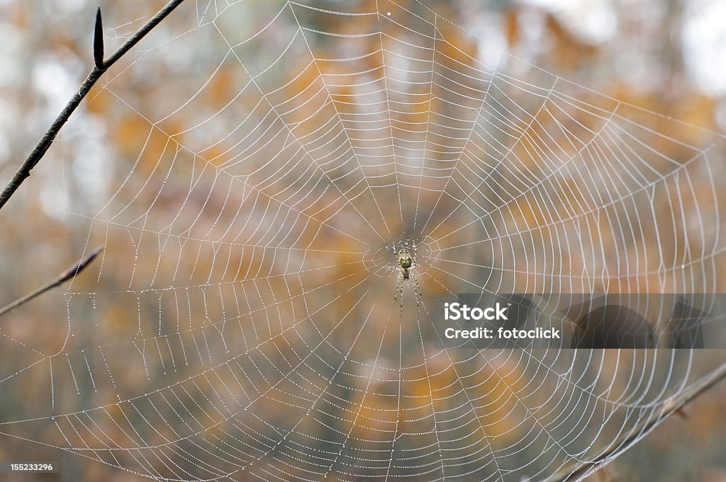 Spiderweb Spider on web Abstract Stock Photo