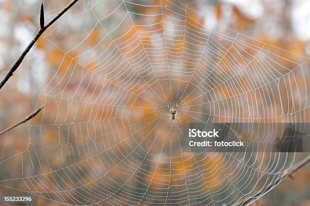 Spiderweb Stock Photo - Download Image Now - Abstract, Anxiety, Art And Craft