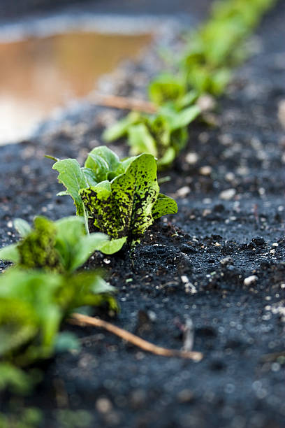 Muddy Lettuce Line stock photo