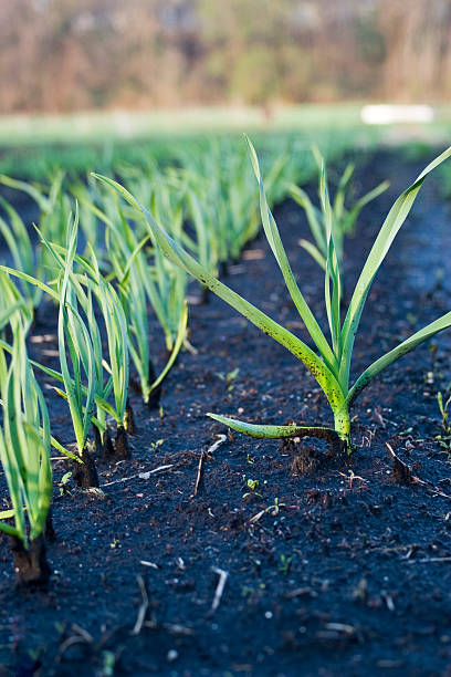 Leek Out of Line stock photo