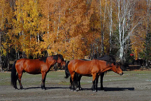 Horses resting in Birch forest