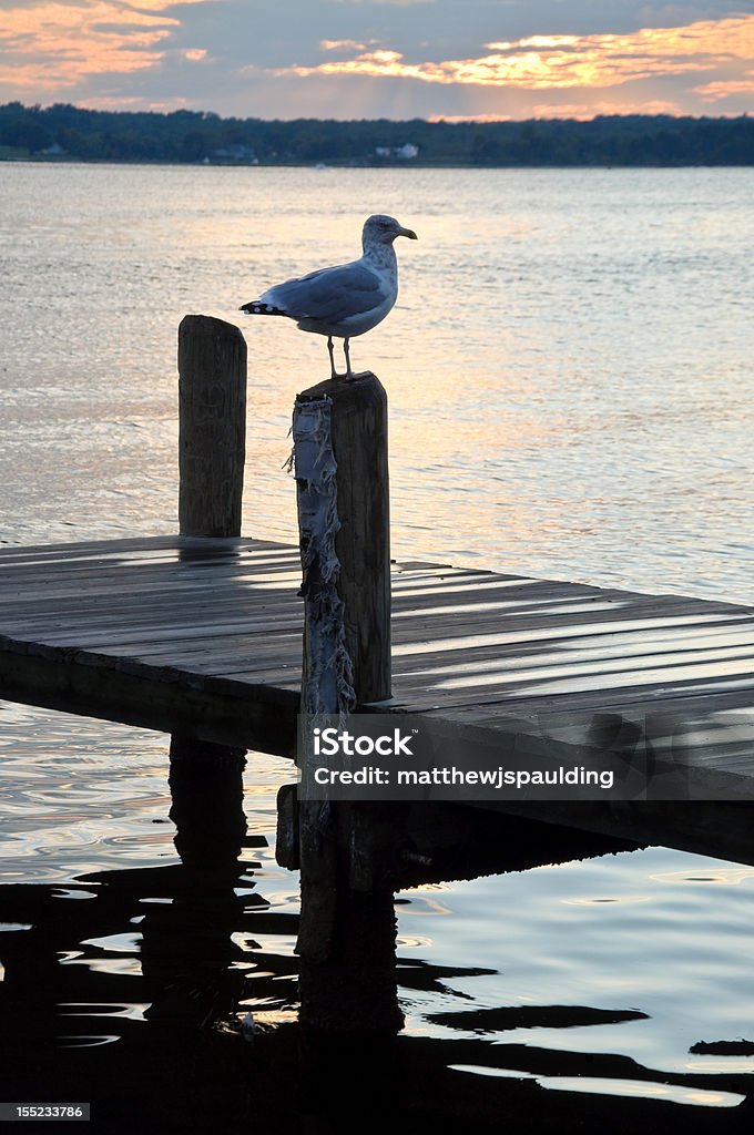 Gull auf ein Post - Lizenzfrei Chesapeake Bay Stock-Foto