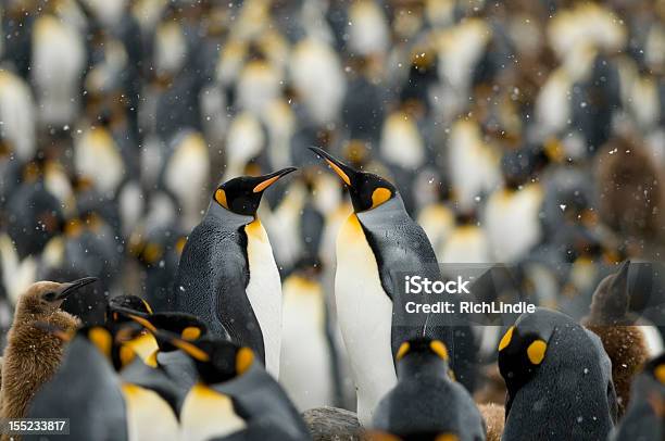 King Penguin Paar In Der Masse Stockfoto und mehr Bilder von Beengt - Beengt, Feierliche Veranstaltung, Fotografie