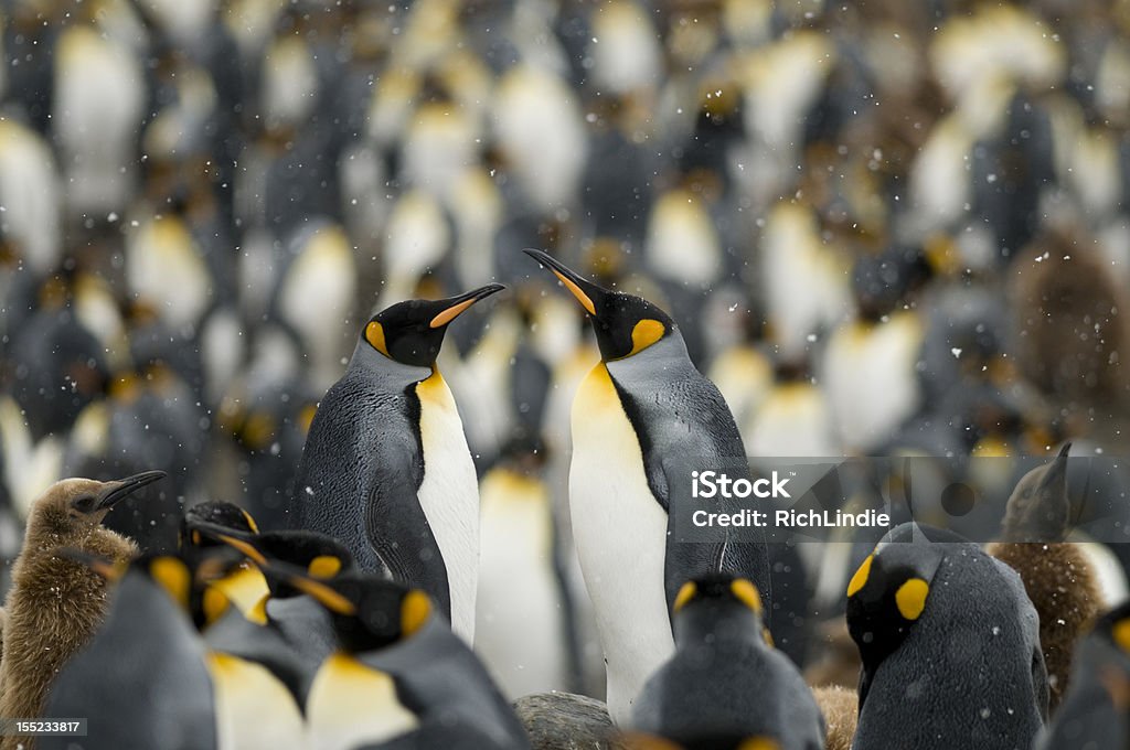 Pingüino cara blanca pareja en todo el mundo - Foto de stock de Aire libre libre de derechos