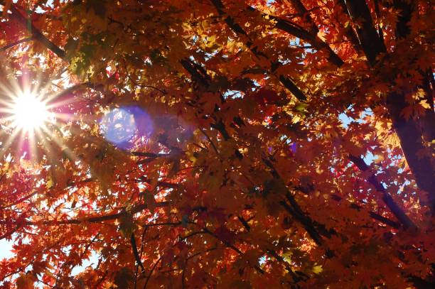 istock Sun star effect through autumn foliage with lens flares 1552339957