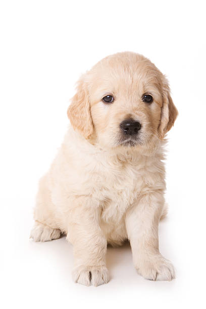 istock Golden retriever puppy on white background 155234111