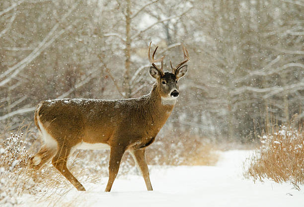 Buck in Winter stock photo
