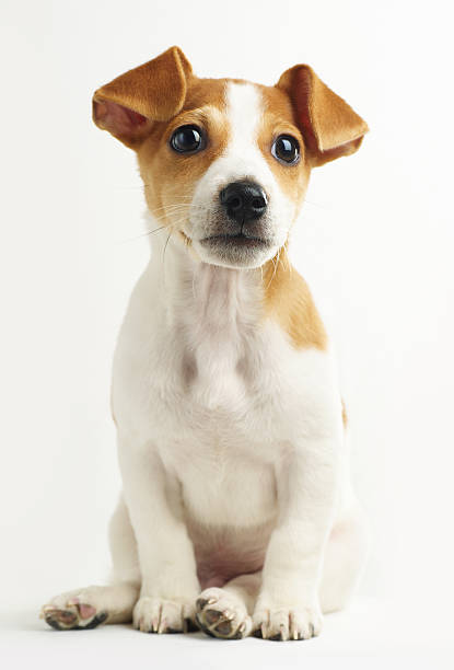 istock Juck russel terrier puppy 155234240
