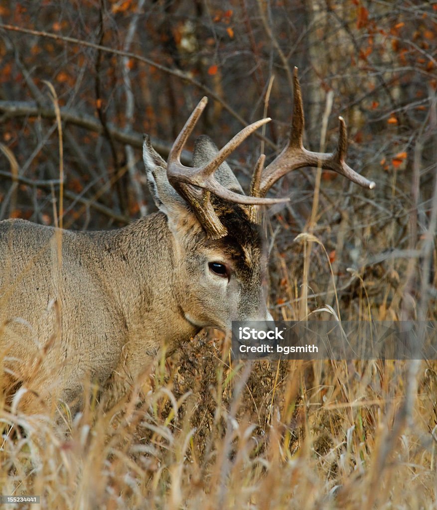 Kobieta deer - Zbiór zdjęć royalty-free (Czujność)