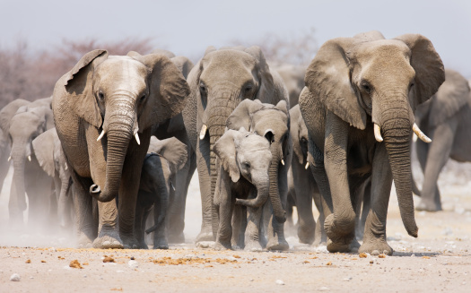 Large herd of elephants approaching over  the dusty plains of Etosha