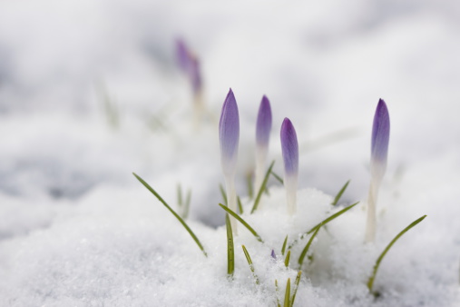 Crocus buds in the snow