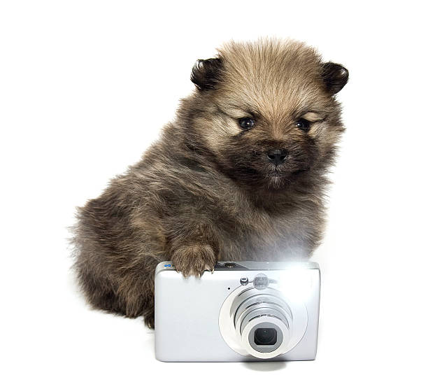 istock Pomeranian puppy taking a picture 155234848