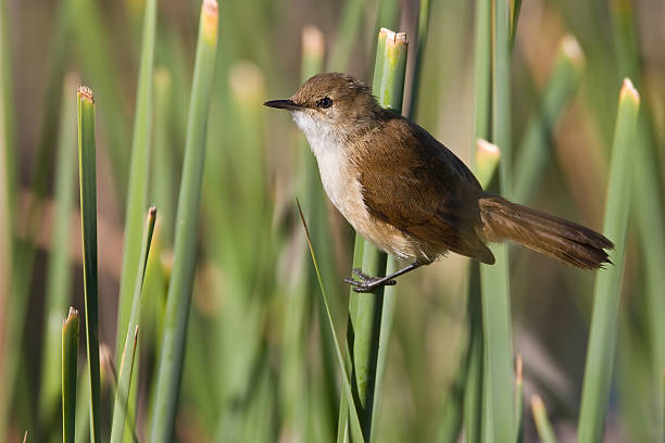 African Reed-Warbler stock photo