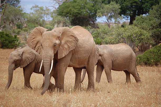 istock family of elephants 155235028