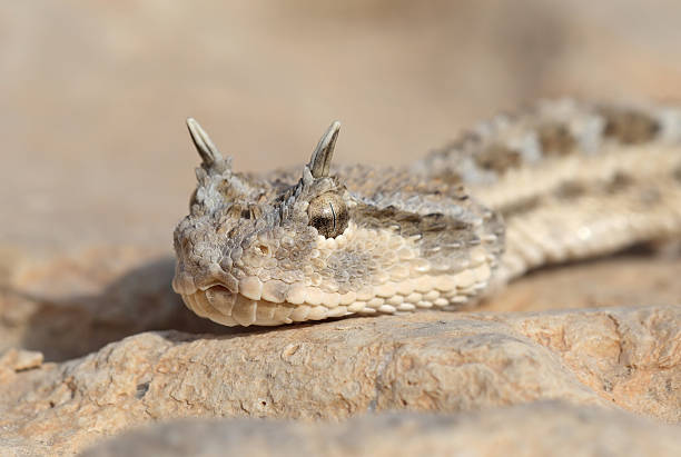 Horned viper - Cerastes sp, from Tunisia A wild Horned viper - Cerastes cerastes - photographed in Tunisia horn viper stock pictures, royalty-free photos & images