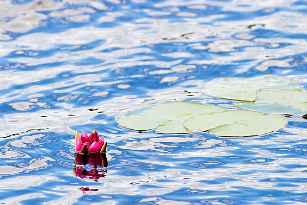 istock Red Water lily, nymphaea alba f. rosea 155235145