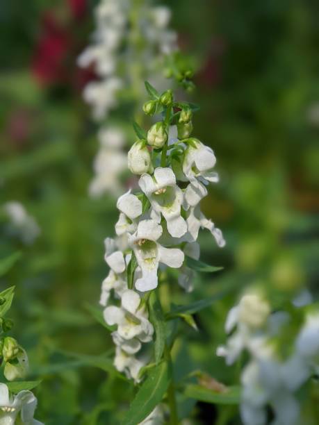 istock close up of water drop from tiny flowers with blurry green background 1552351481