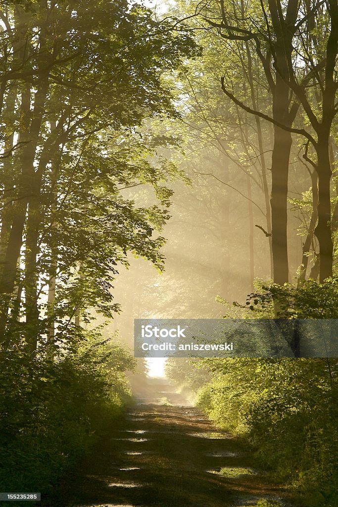 Weg durch nebligen Wald bei Sonnenaufgang - Lizenzfrei Landschaft Stock-Foto