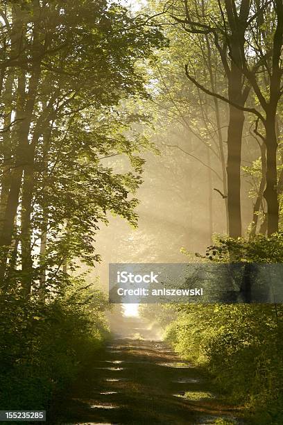 Weg Durch Nebligen Wald Bei Sonnenaufgang Stockfoto und mehr Bilder von Landschaft - Landschaft, Traumartig, Ahorn