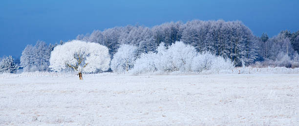Trees in frost stock photo