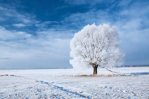 Tree in frost stock photo