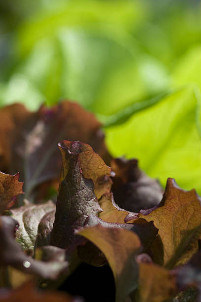 Organic Red Leaf Lettuce stock photo