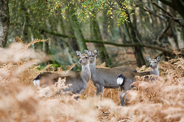 Deers stock photo