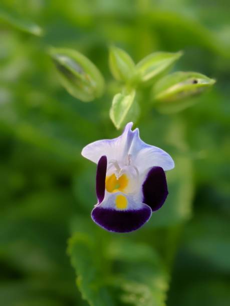 istock close up of water drop from tiny flowers with blurry green background 1552353629