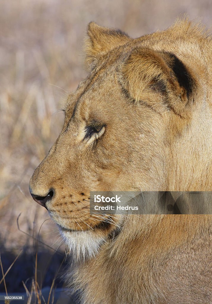 Lion (panthera leo) gros plan - Photo de Adulte libre de droits Lion (panthera leo) gros plan - Photo de Adulte libre de droits
