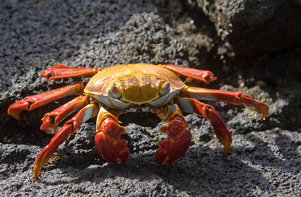 istock Sally Lightfoot Crab sitting on lava rock 155235726