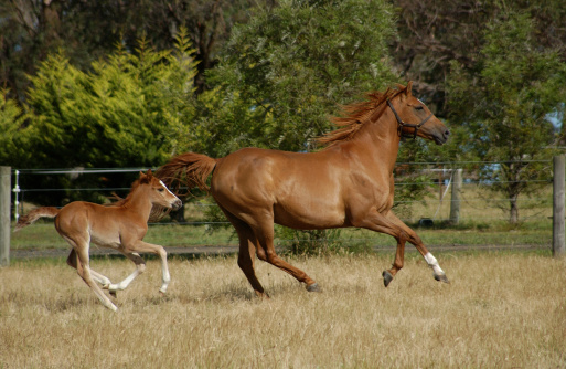 Australian Stock Horse cross.  with foal
