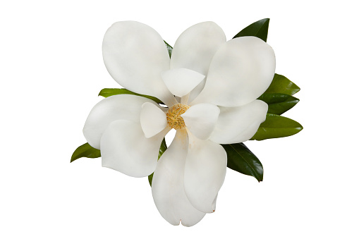 Magnolia liliiflora flower on branch with leaves, Lily magnolia flower isolated on white background, with clipping path