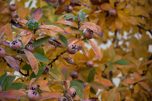 Common medlar fruit on a tree
