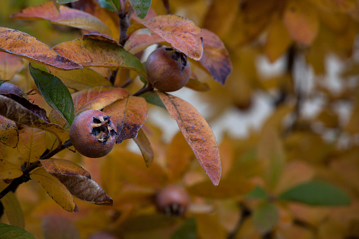 Common medlar fruit on a tree
