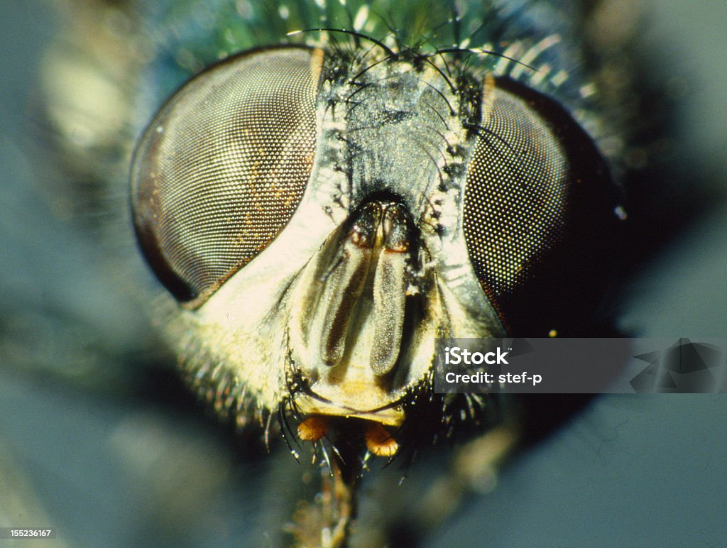 Fly - micro-image The head of a fly is viewed under the microscope. Horizontal Stock Photo