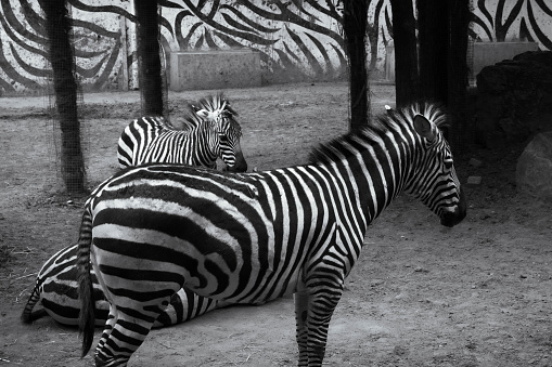 dazed zebra