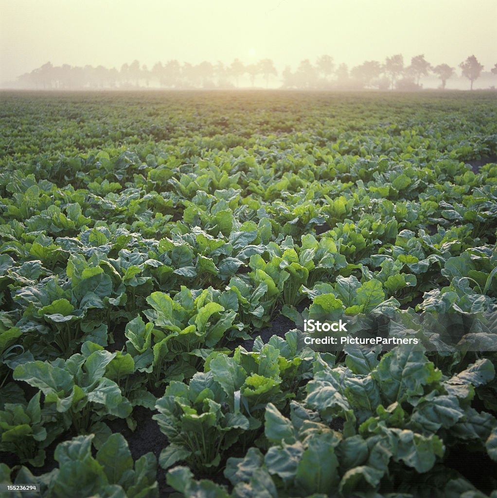 Holland, remolacha de campo al amanecer - Foto de stock de Campo - Tierra cultivada libre de derechos