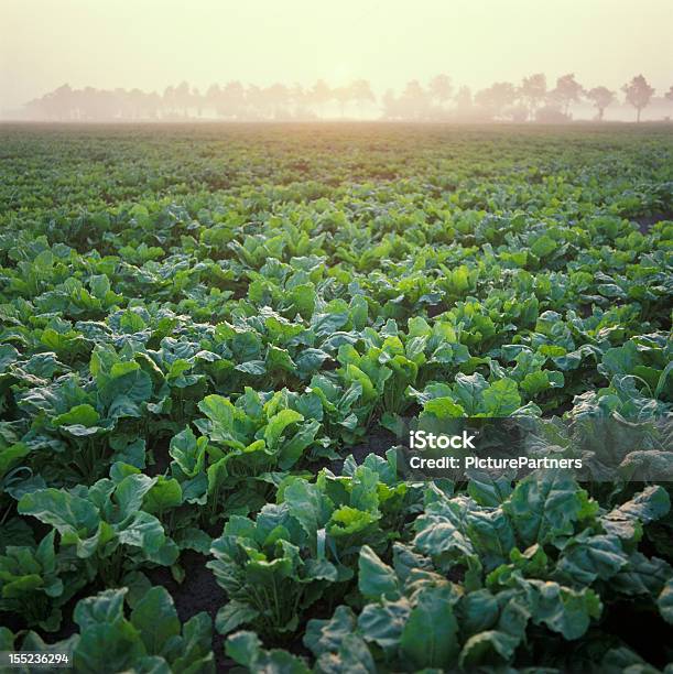 Holland Remolacha De Campo Al Amanecer Foto de stock y más banco de imágenes de Campo - Tierra cultivada - Campo - Tierra cultivada, Remolacha común, Remolacha