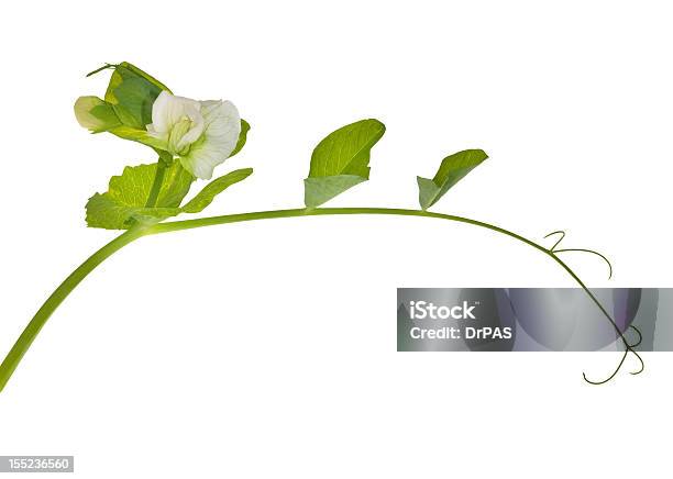 Ervilha Rebento Com Flor - Fotografias de stock e mais imagens de Agricultura - Agricultura, Branco, Caule de planta