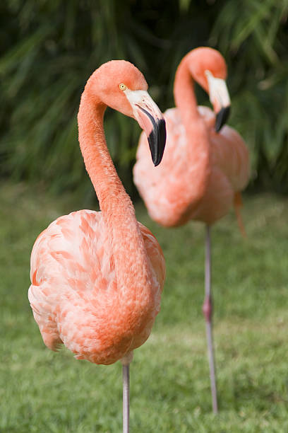 istock Pink Flamingo on  green background 155236651