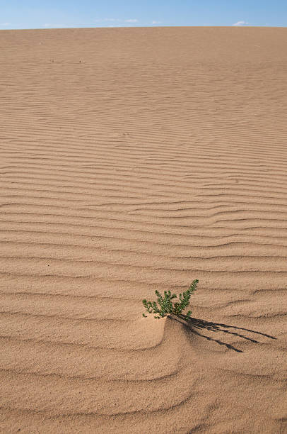 Shrub on desert dunes stock photo