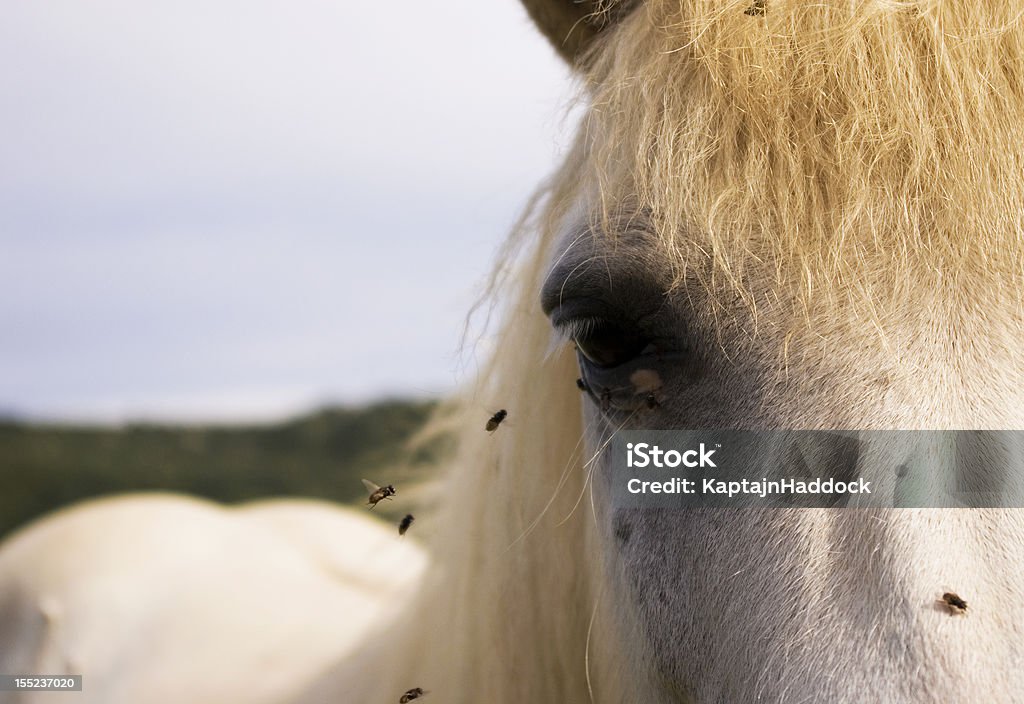 Horse molesto por vuela - Foto de stock de Caballo islandés libre de derechos