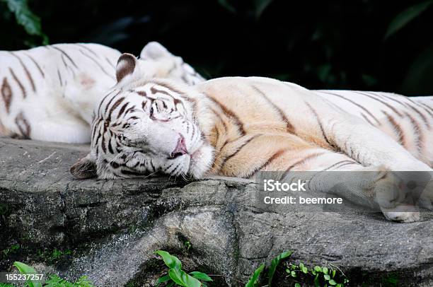 Tigre Blanco Toma Siesta Foto de stock y más banco de imágenes de Acostado - Acostado, Almohadillas - Pata de animal, Con textura