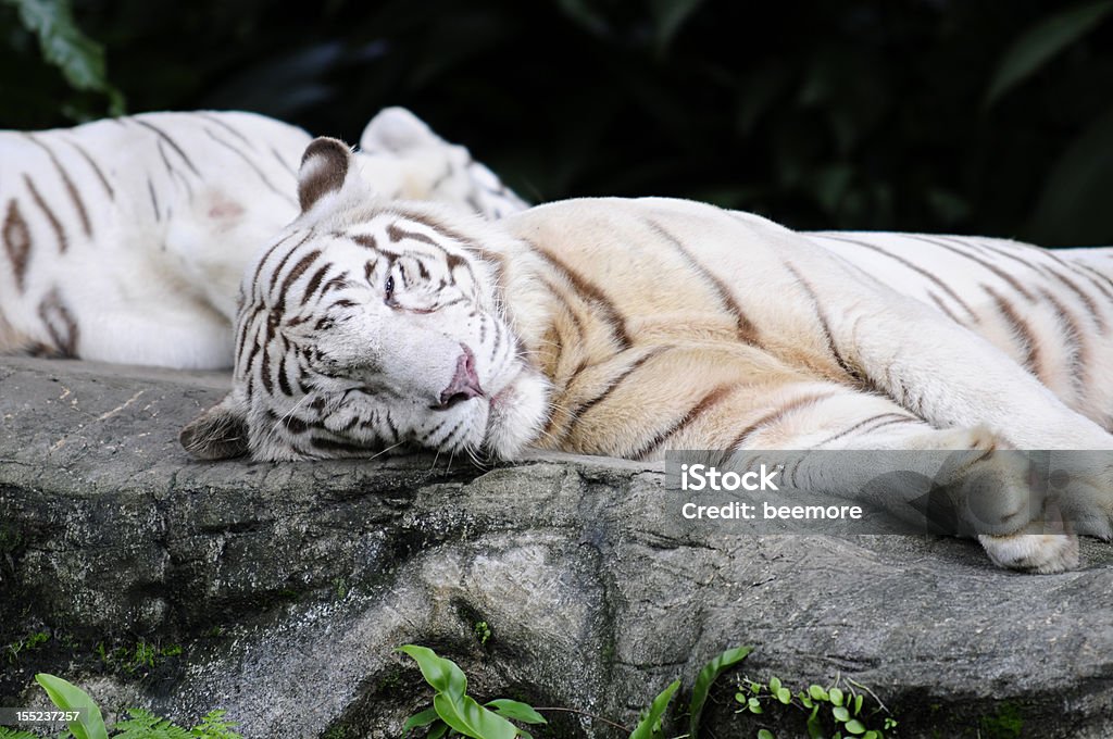Tigre bianca assumendo nap - Foto stock royalty-free di Comodità