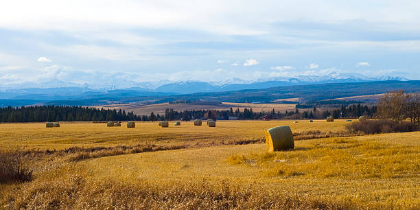 Farm near Rocky Mountains in sunlight  Farm Land with Rocky Mountain scenery in background alberta stock pictures, royalty-free photos & images